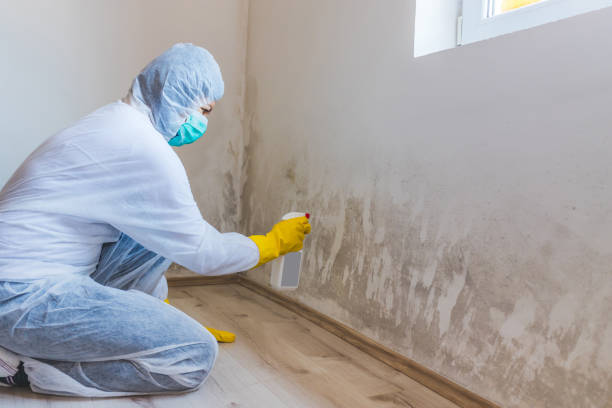 Licensed Mold Removal service in Glen Burnie, MD - WQB Mold Removal